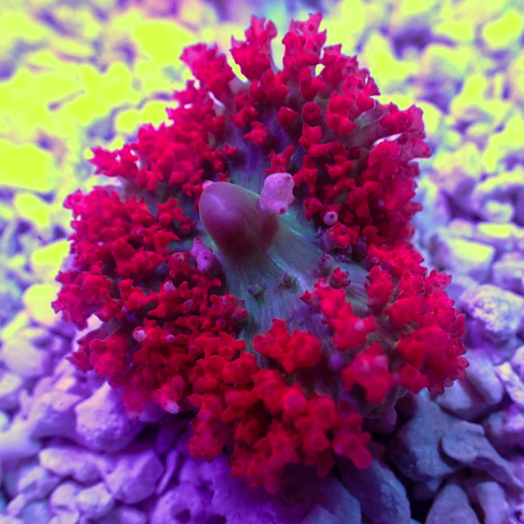 WYSIWYG Red St Thomas Mushroom - Corals Anonymous