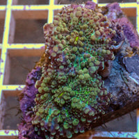 WYSIWYG Mythic Rainbow Yuma Mushroom Colony (2 Polyps)