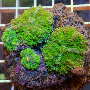 WYSIWYG Purple Green Yuma Mushroom Colony (4 Polyps)