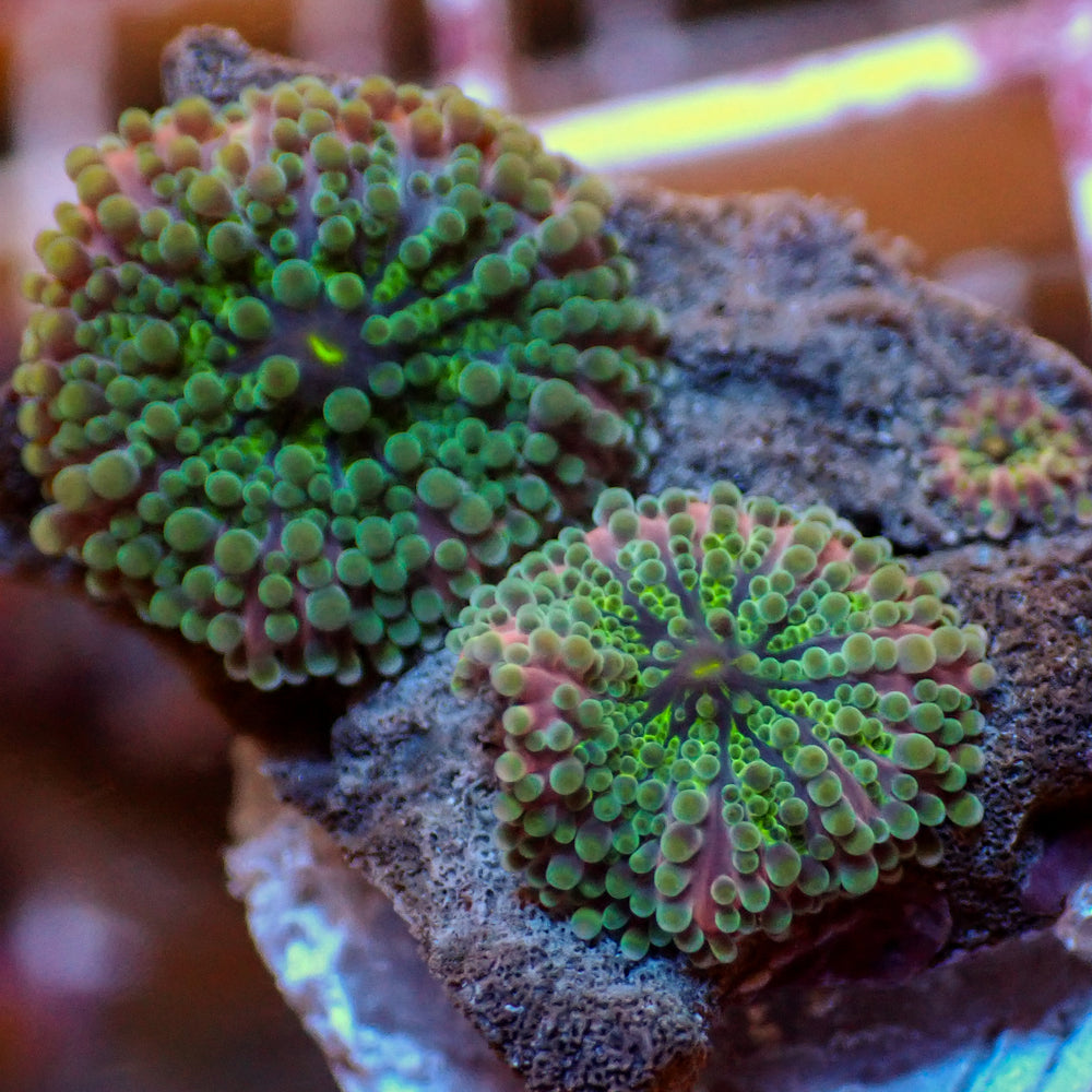 WYSIWYG Purple Green Yuma Mushroom Colony (2 Polyps)
