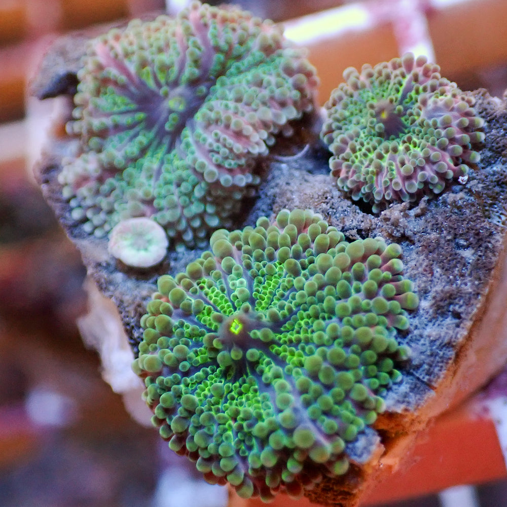 WYSIWYG Purple Green Yuma Mushroom Colony (3 Polyps)