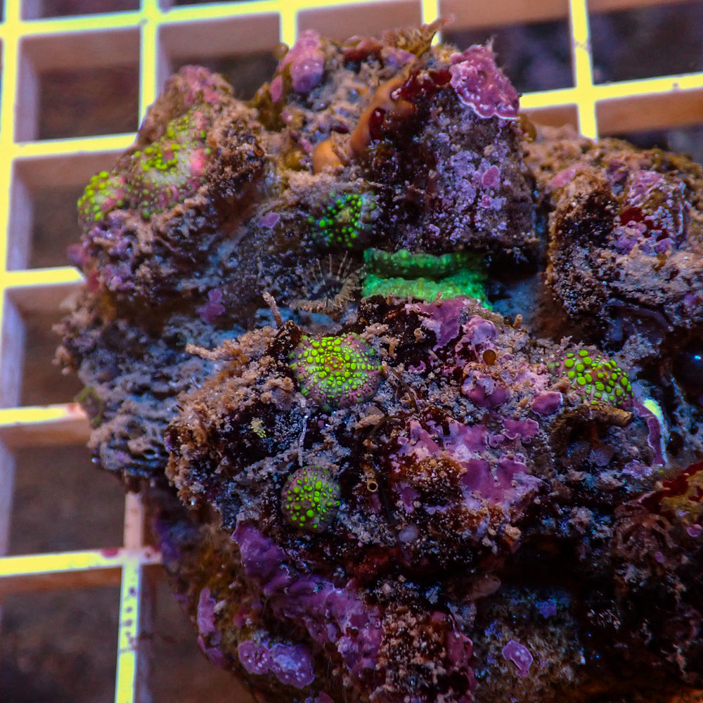 WYSIWYG Lava Lamp Discosoma Mushroom Combo (6 Polyps)