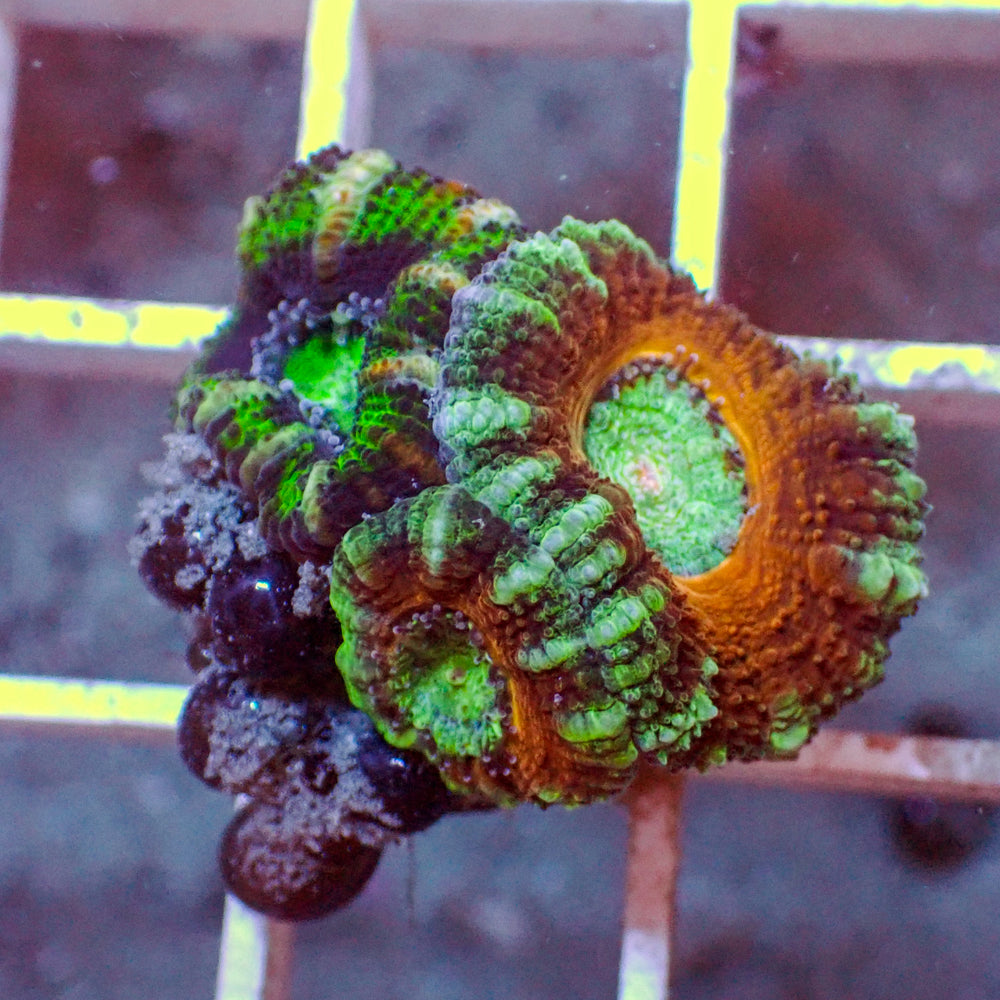 WYSIWYG Multicolor Red & Green Acans (3 Polyps)