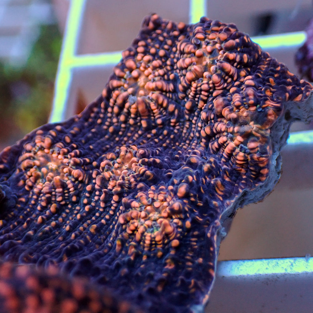 Peachy Purpleberry Chalice (0.5-1” Frag)