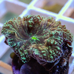 Teal Splatter Aquamarine Blastomussa (1 Polyp)