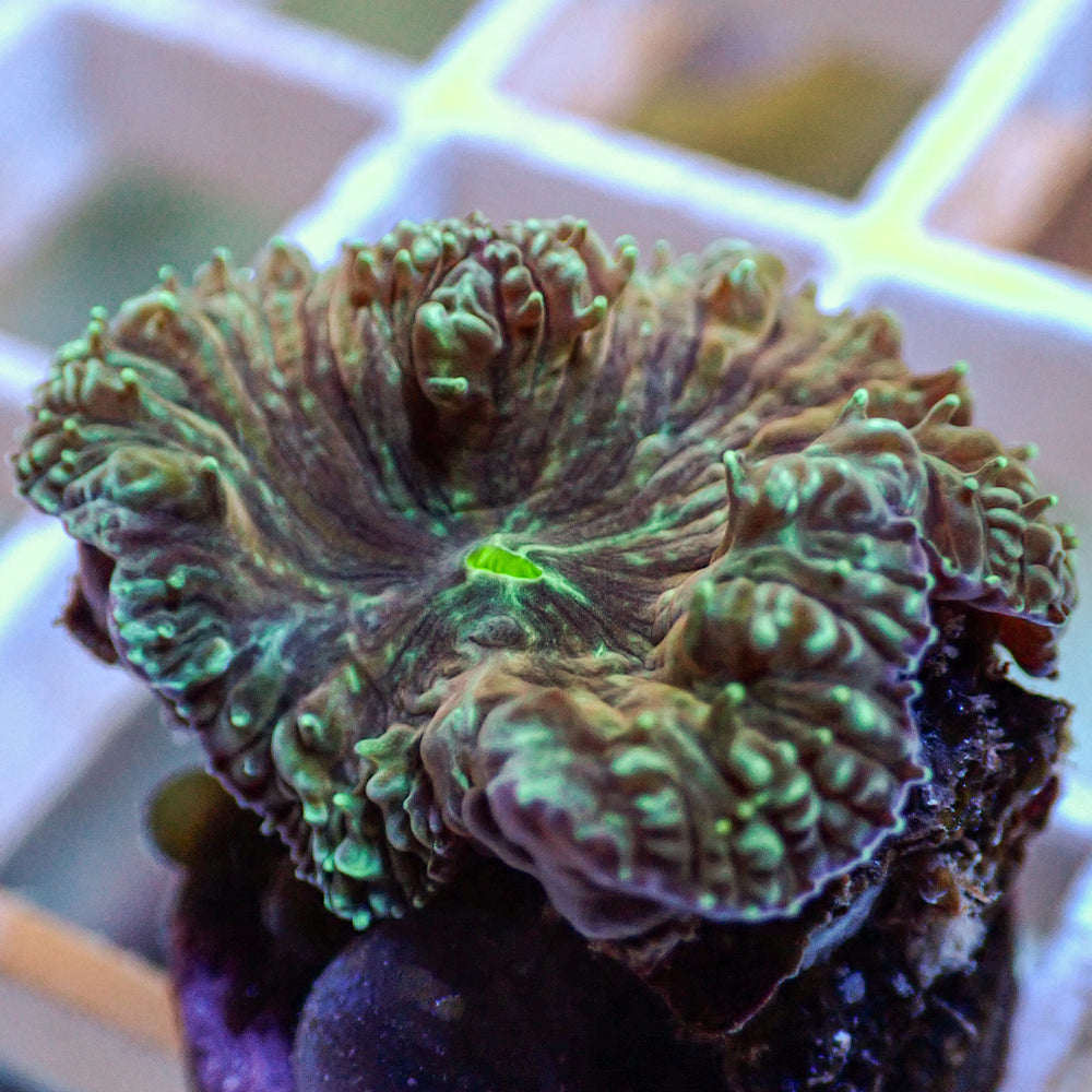 Teal Splatter Aquamarine Blastomussa (1 Polyp)
