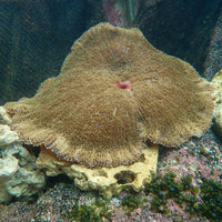 WYSIWYG Showpiece White Ring Green Haddoni Carpet Anemone (12-14")
