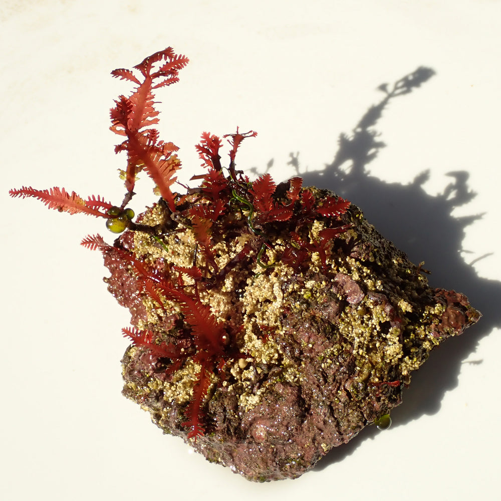 WYSIWYG Vibrant Red Macroalgae on Coralline Rock (2-4