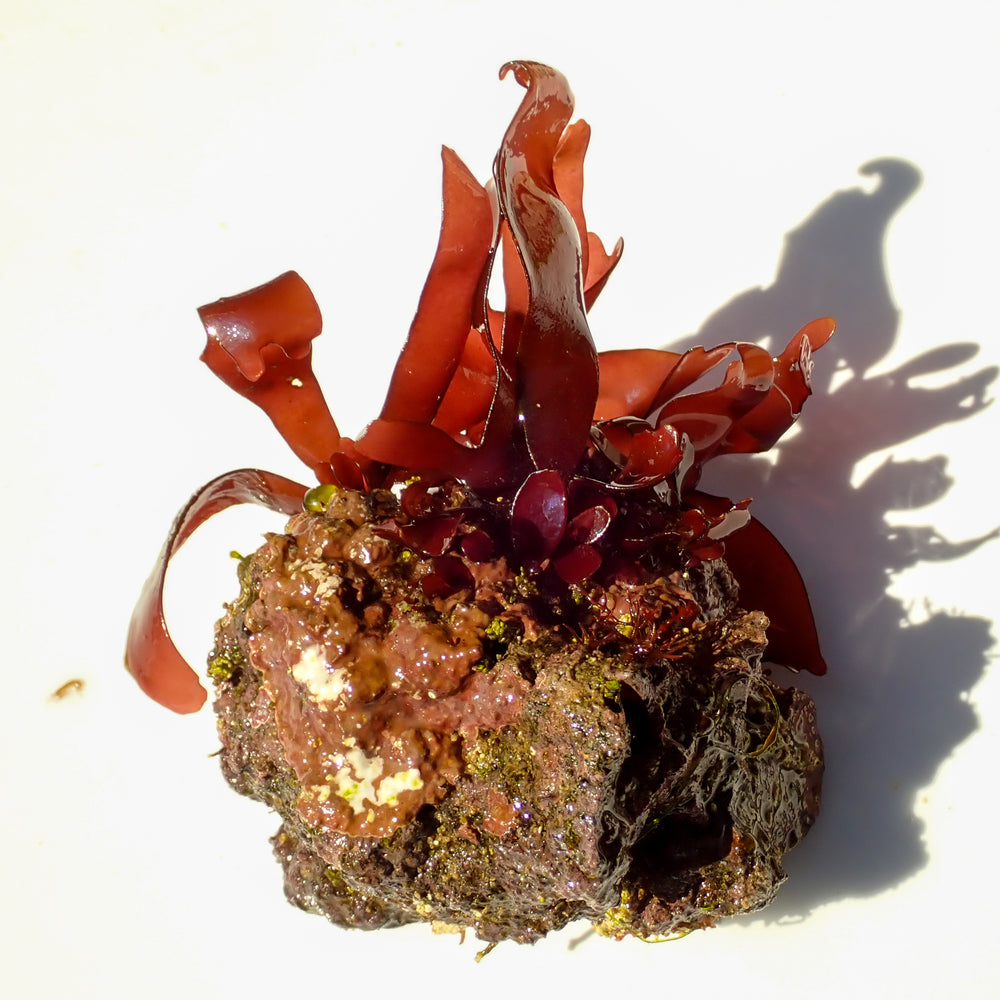 WYSIWYG Vibrant Red Macroalgae on Coralline Rock (2-4