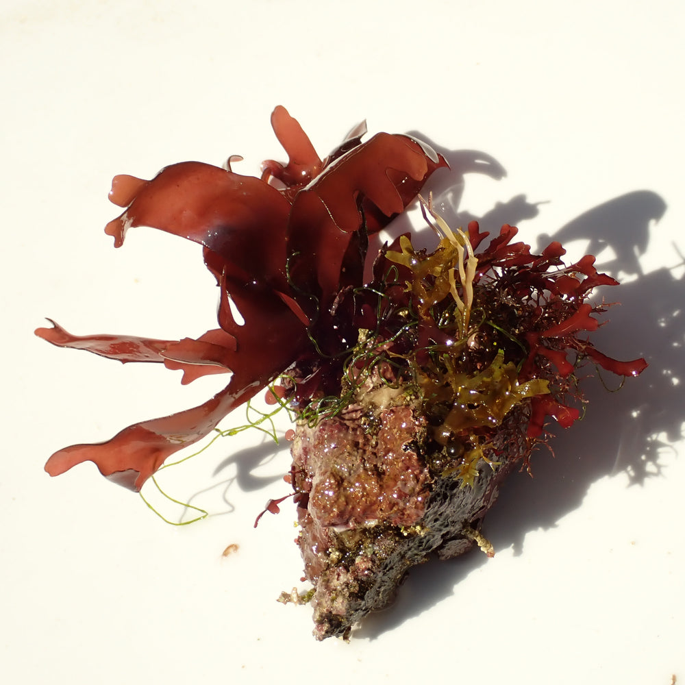 WYSIWYG Vibrant Red Macroalgae on Coralline Rock (2-4