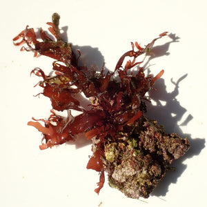 WYSIWYG Vibrant Red Macroalgae on Coralline Rock (2-4")