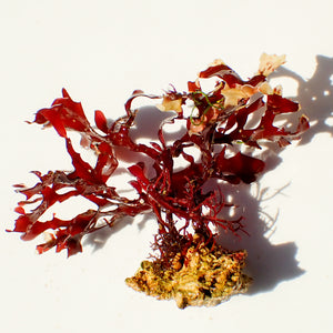 WYSIWYG Vibrant Red Macroalgae Rock (1-3")