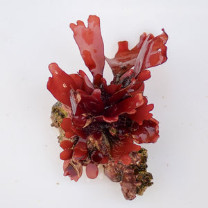 WYSIWYG Vibrant Red Macroalgae Rock (1-3")