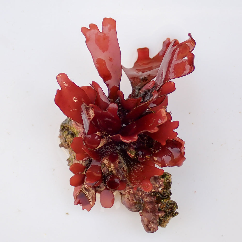 WYSIWYG Vibrant Red Macroalgae Rock (1-3