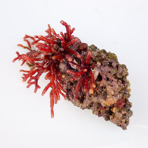 WYSIWYG Vibrant Red Macroalgae Rock (1-3")