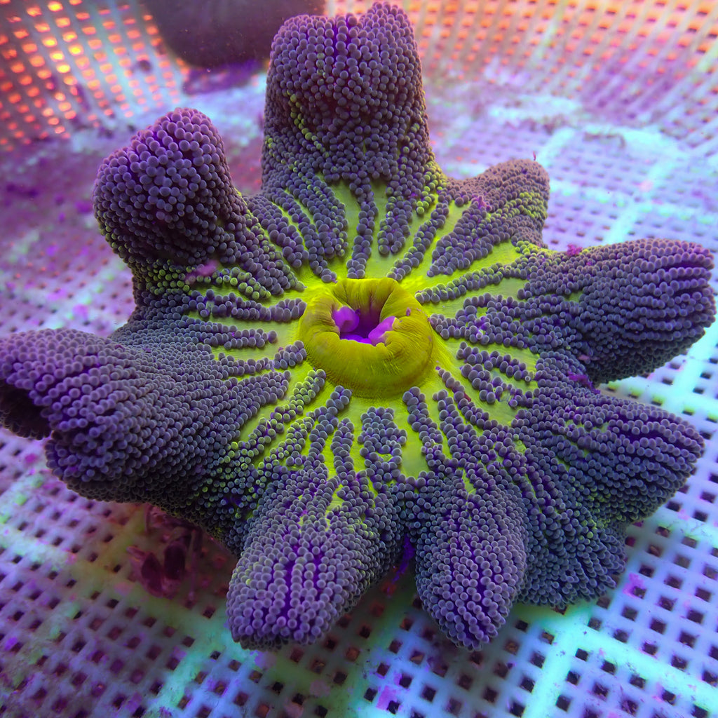 WYSIWYG Green Jawbreaker Haddoni Carpet Anemone (5-7”) - Corals Anonymous