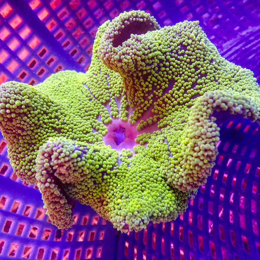 WYSIWYG Neon Green Haddoni Carpet Anemone (5-7") - Corals Anonymous