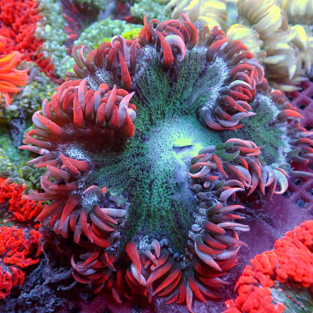 WYSIWYG Red & White Stripe Ultra Rock Flower Anemone (1-2") - Corals Anonymous