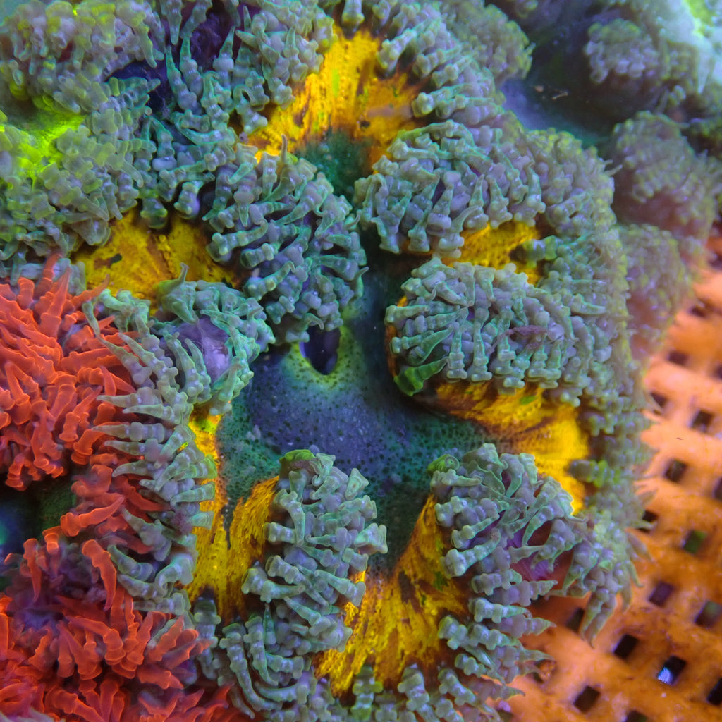 WYSIWYG Gold Ring Ultra Rock Flower Anemone (1-2") - Corals Anonymous