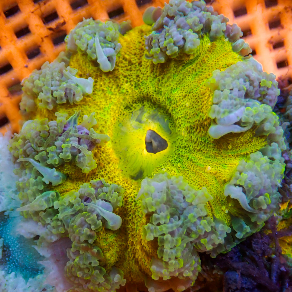 WYSIWYG Highlighter Yellow Ultra Rock Flower Anemone (1-2") - Corals Anonymous