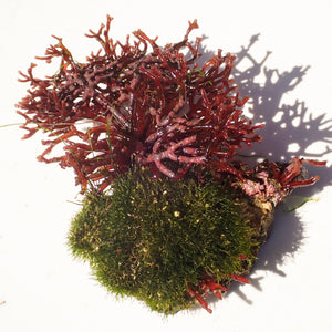 WYSIWYG Red & Green Combo Macroalgae on Coralline Rock (2-4")