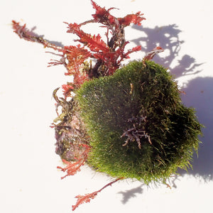 WYSIWYG Red & Green Combo Macroalgae on Coralline Rock (2-4")