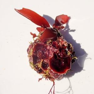 WYSIWYG Vibrant Red Macroalgae Rock (1-3")