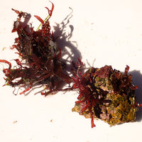 WYSIWYG Vibrant Red Macroalgae on Coralline Rock (2-4")