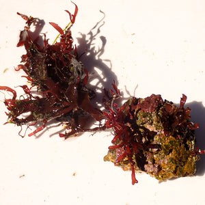 WYSIWYG Vibrant Red Macroalgae on Coralline Rock (2-4")