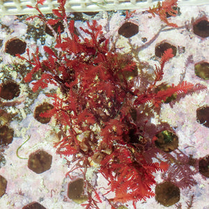 WYSIWYG Vibrant Red Fern Macroalgae on Coralline Rock (2-4")