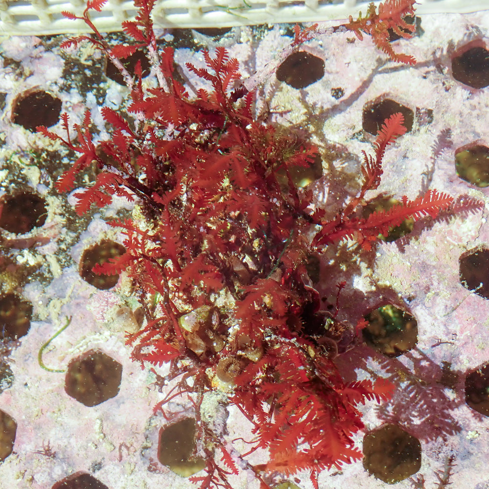 WYSIWYG Vibrant Red Fern Macroalgae on Coralline Rock (2-4