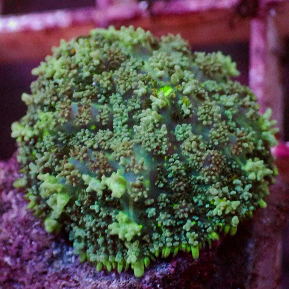 Green Bounce Rhodactis Mushroom