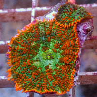 WYSIWYG Sunset Picasso Rhodactis Mushroom Combo (2 Polyps)