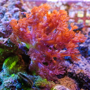 WYSIWYG XL CA Ruby Red Pulsing Xenia