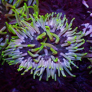 Neon Green Specter Long Tentacle Anemone (2-3”)