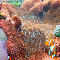 WYSIWYG Showpiece Splitting Red Ruby Haddoni Carpet Anemone (14-18") - Corals Anonymous
