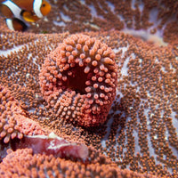 WYSIWYG Showpiece Splitting Red Ruby Haddoni Carpet Anemone (14-18") - Corals Anonymous
