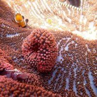 WYSIWYG Showpiece Splitting Red Ruby Haddoni Carpet Anemone (14-18") - Corals Anonymous
