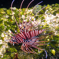 WYSIWYG Ruby Red Antennata Lionfish (3-4", Venomous) - Corals Anonymous
