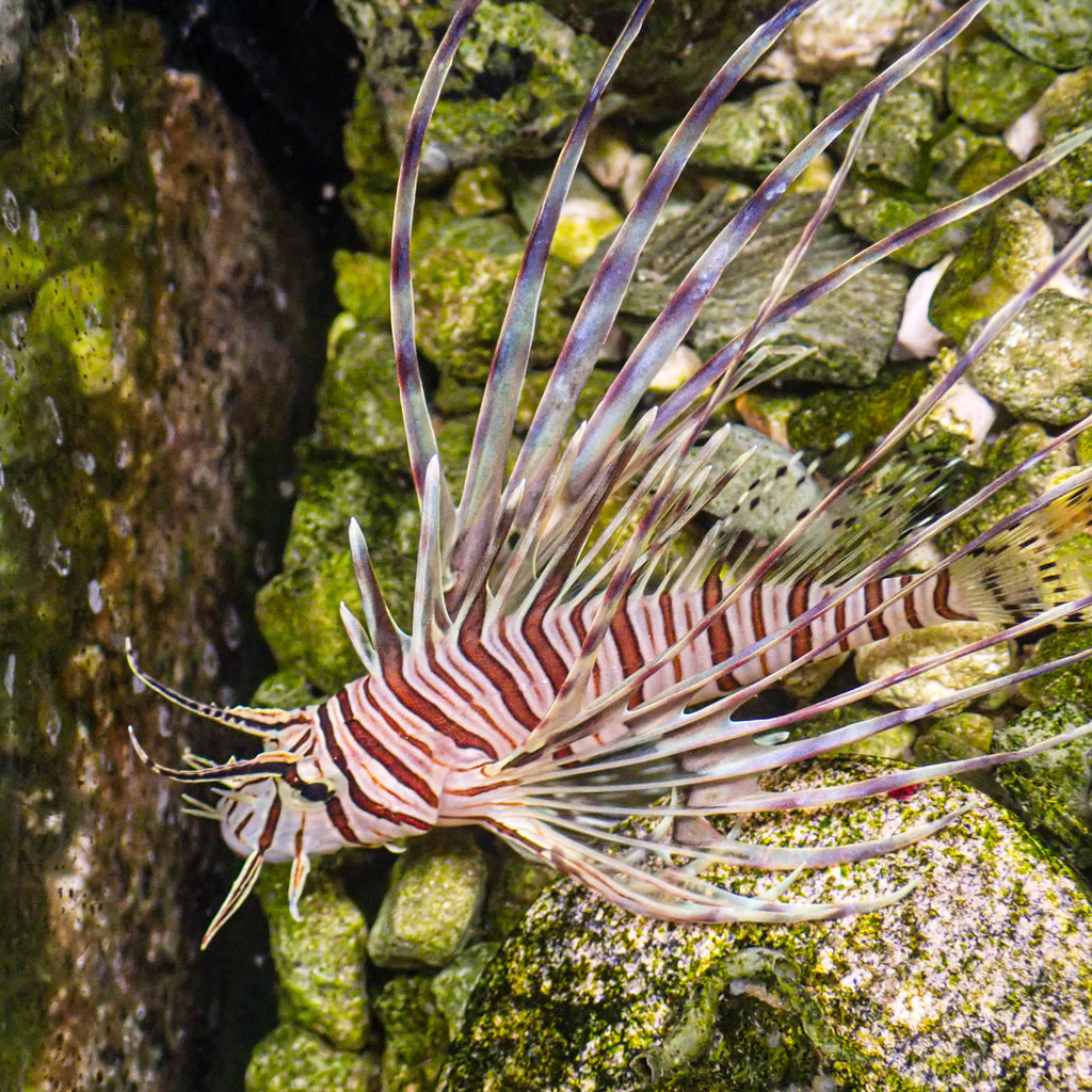 WYSIWYG Nano Antennata Lionfish (2-3", Venomous) - Corals Anonymous