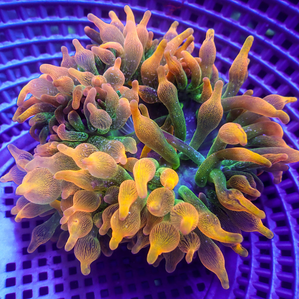 WYSIWYG Celestial Glow Rainbow Bubble Tip Anemone (4-6”) - Corals Anonymous