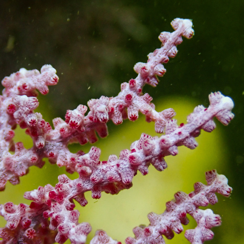 Scarlet Knot Sea Fan Gorgonian (Rare) - Corals Anonymous