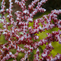 Scarlet Knot Sea Fan Gorgonian (Rare) - Corals Anonymous
