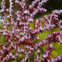 Scarlet Knot Sea Fan Gorgonian (Rare) - Corals Anonymous
