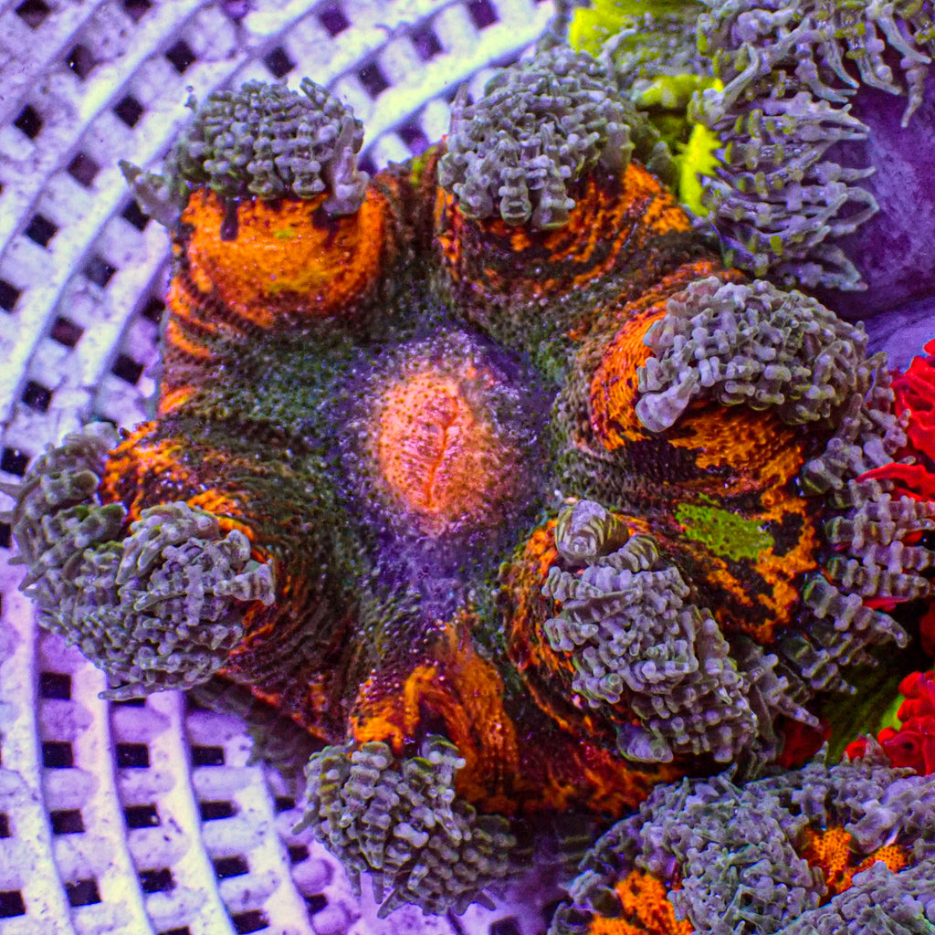 WYSIWYG Scorched Sun Ultra Rainbow Rock Flower Anemone (1-2") - Corals Anonymous
