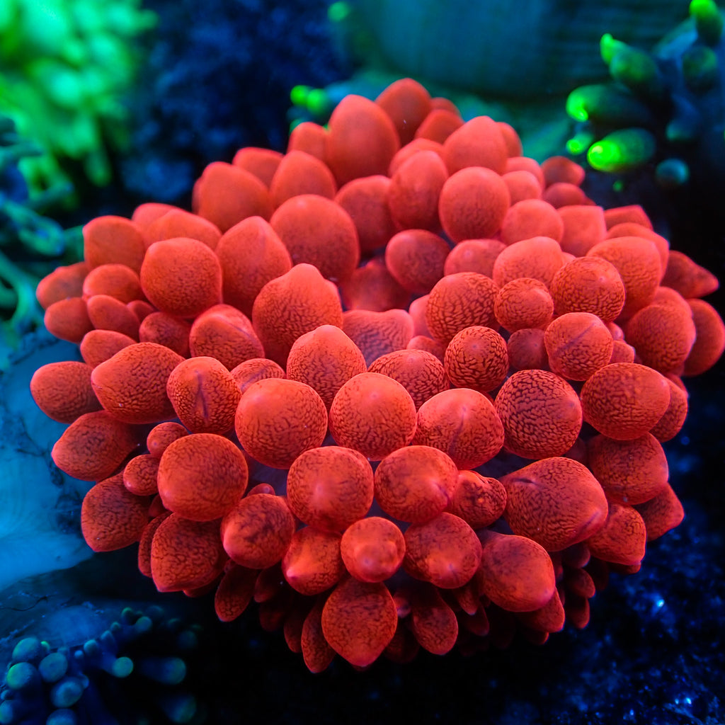 WYSIWYG CA Red Devil Bubble Tip Anemone (1-3") - Corals Anonymous