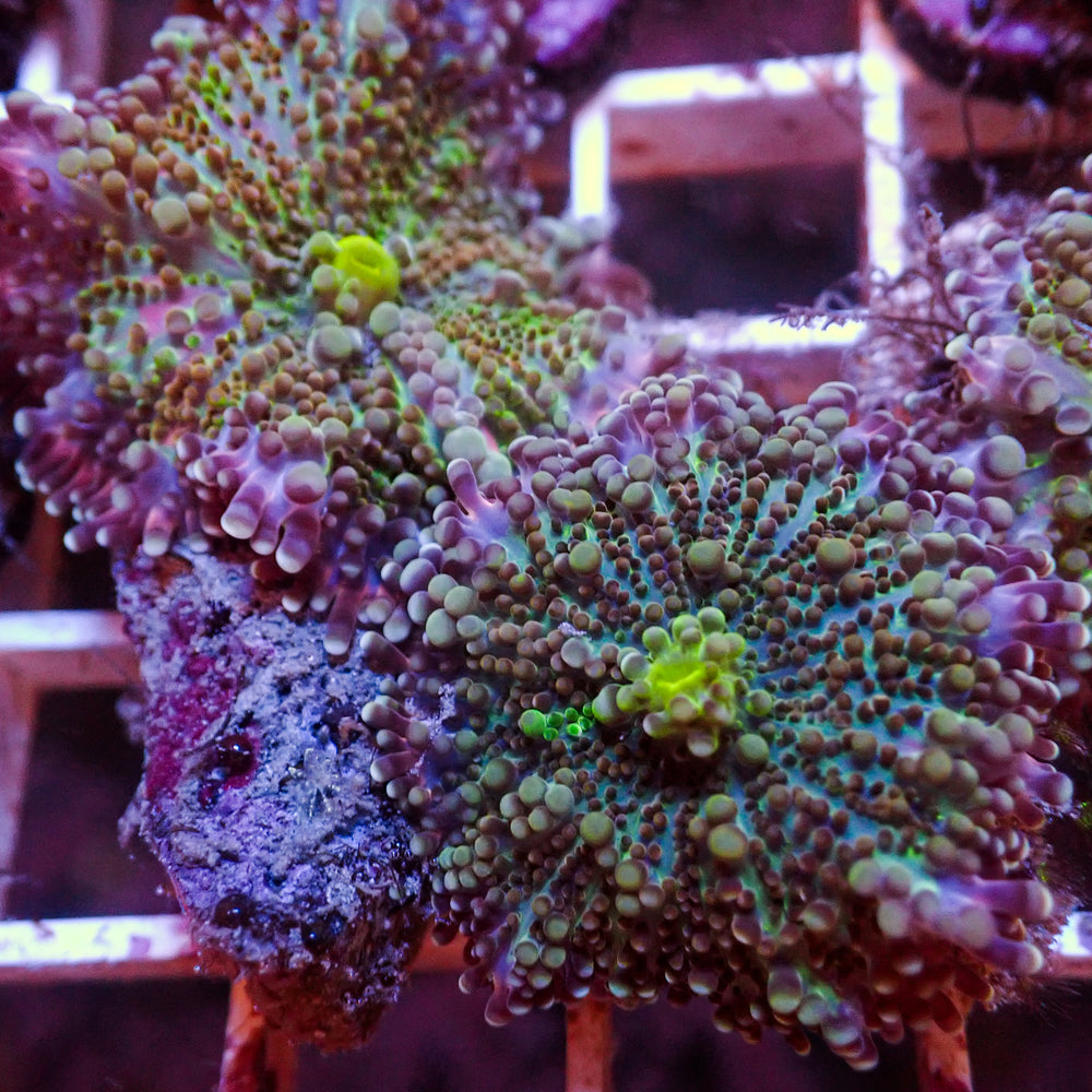 WYSIWYG Mystic Rainbow Yuma Mushroom Combo (2 Polyps) - Corals Anonymous