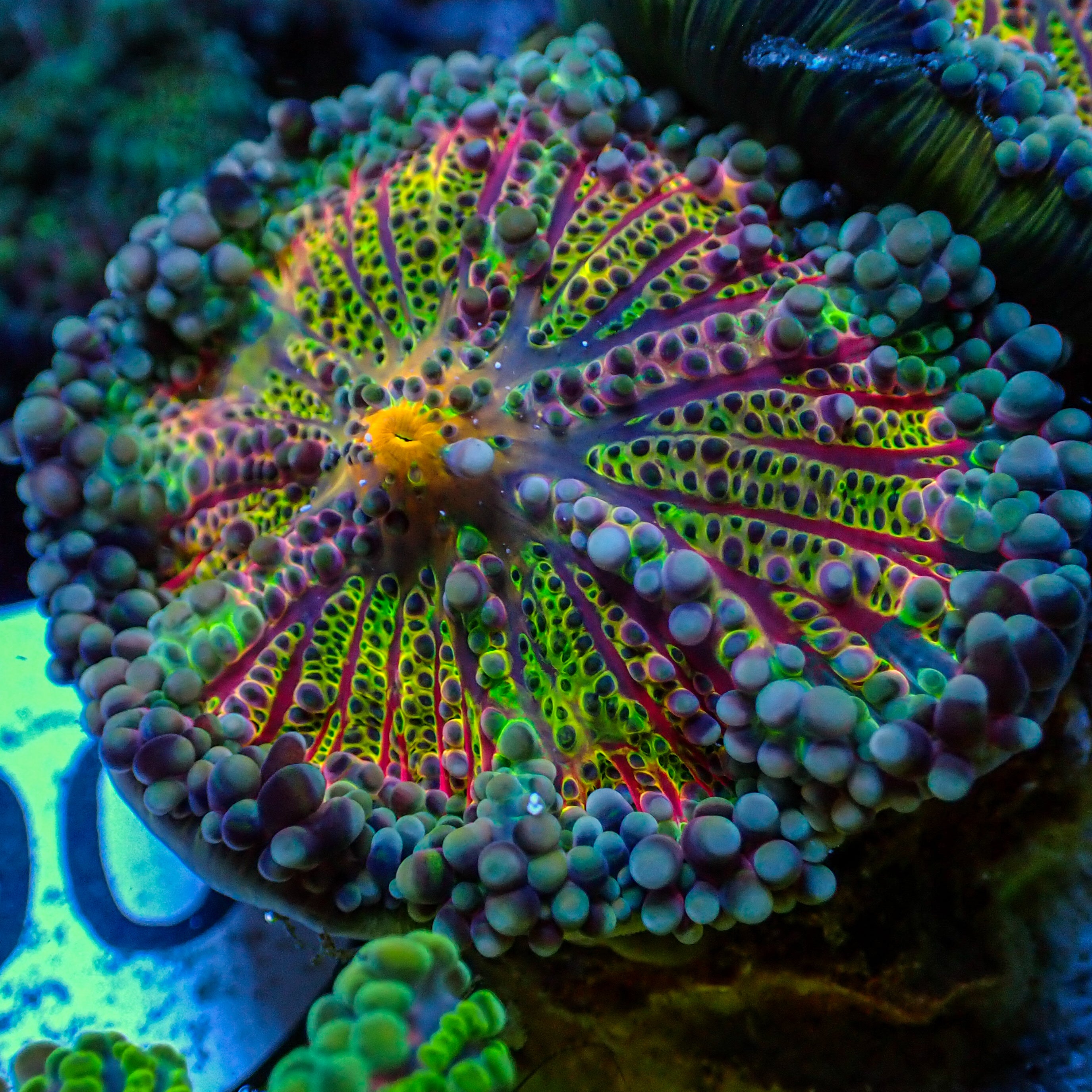 Ultra Rainbow Sour Patch Yuma Mushroom | Corals Anonymous