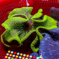 WYSIWYG Highlighter Green Haddoni Carpet Anemone (7-8")