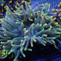 Lemon Lime Ultra Rainbow Bubble Tip Anemone (Rare, 2-3") - Corals Anonymous